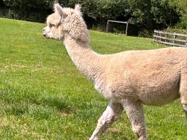 White alpaca
