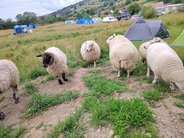 Bringing the sheep in for shearing