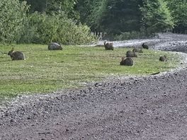 Rabbits
