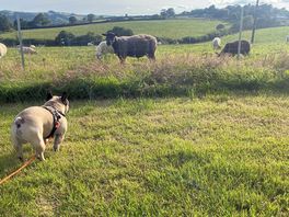 Dog sheep watching