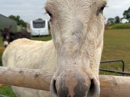 Donkey