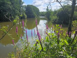 The lake