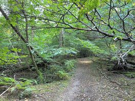 Walk through the woods