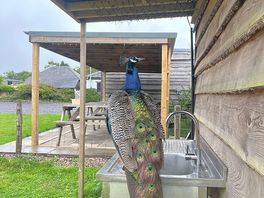 Peacocks