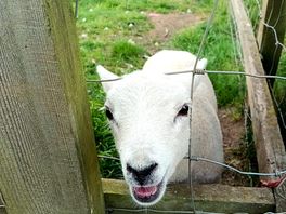 Betty the lamb
