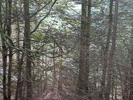 Woodland walks