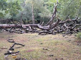 Damaged trees