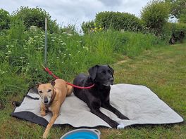 Willow and carlo waiting patiently for us to set up the caravan!