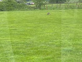Hare in the field.