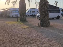 Palmier devant les sanitaires