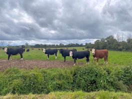 Neighbor in the next field 🙂