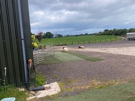 Sheep and pigs also