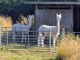 Seeing the alpacas