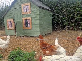 Chickens!