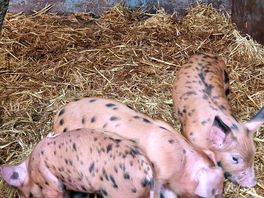 Piglets ♥️