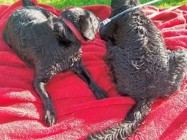 Gracie and doris enjoying the break