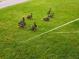 Site traffic