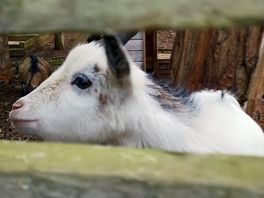 Friendly goat