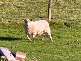 This sheep escaped from field