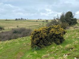 Local walk