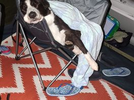 Our dog