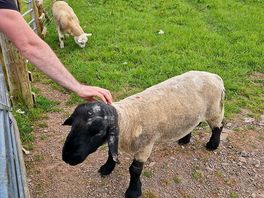 Sheep!