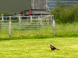 Pheasant