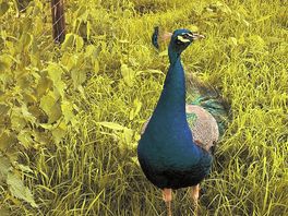 A peacock living on the farm