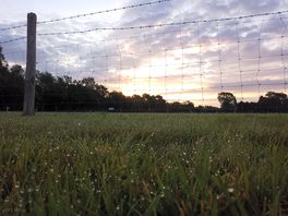 Dew