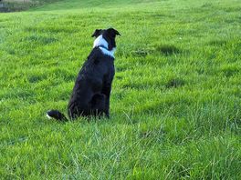 Lemmy surveying the site