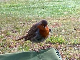 Morning visitor - robin perched on camping chair