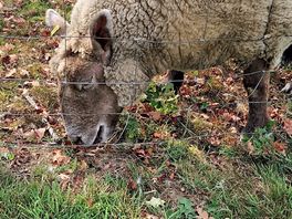 Sheep at the back of the field.