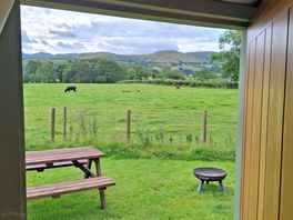 View of twin calves from our cabin
