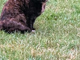 Guard cat