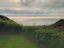 View from dandelion