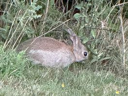 Saw a rabbit….