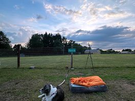 Skye enjoying the sky