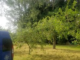 Plum trees