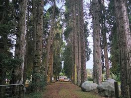 The camp grounds lined beautifully with trees for the perfect camper shots