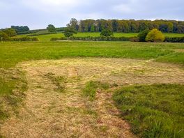 grass pitch, freshly mown