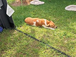Urlaub mit hund 🐕 🐕