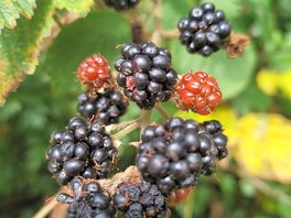 Blackberries.