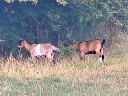 Goats wandering