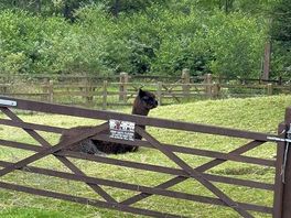 Alpaca