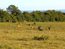 Cows