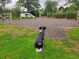 Lovely spot for dogs.
