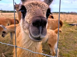 Llamas we're super cute!!