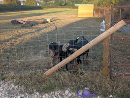 Goat field