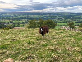 Rare zwartbles sheep