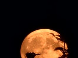 Moon through the plants